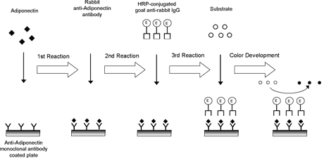 Adiponectin Figure 1 Assay Principle