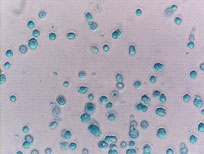 Differentiated Adult Stem Cell Figure 3