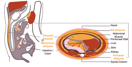 Visceral preadipocytes