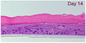 3DP culture, day 14.