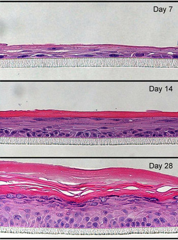 3D culture, day 7, 14, 28.
