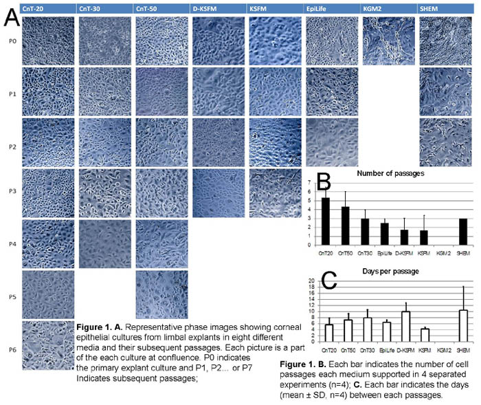 representative phase images showing corneal epithelial cultures from limbal explants in eight different media and their subsequent passages.