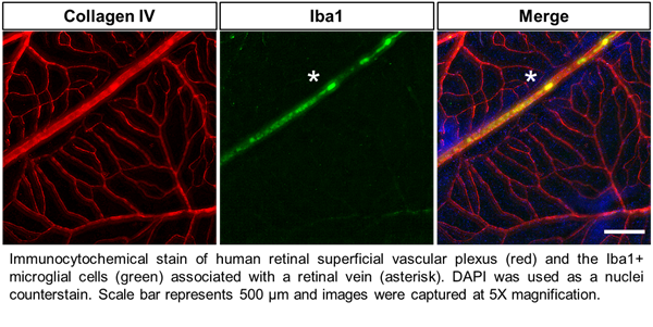 Zen-Bio Human Ocular Cells